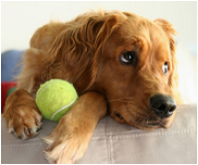 hond met tennisbal